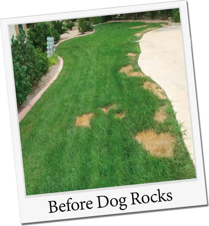 Produktbild Dog Rocks Parker (Hund)