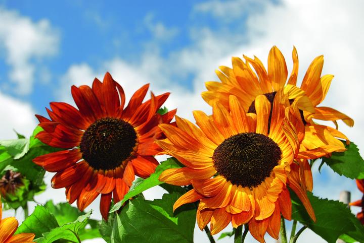 Actual product image Zollinger Bio Sunflower, Velvet Queen (Flower seeds)