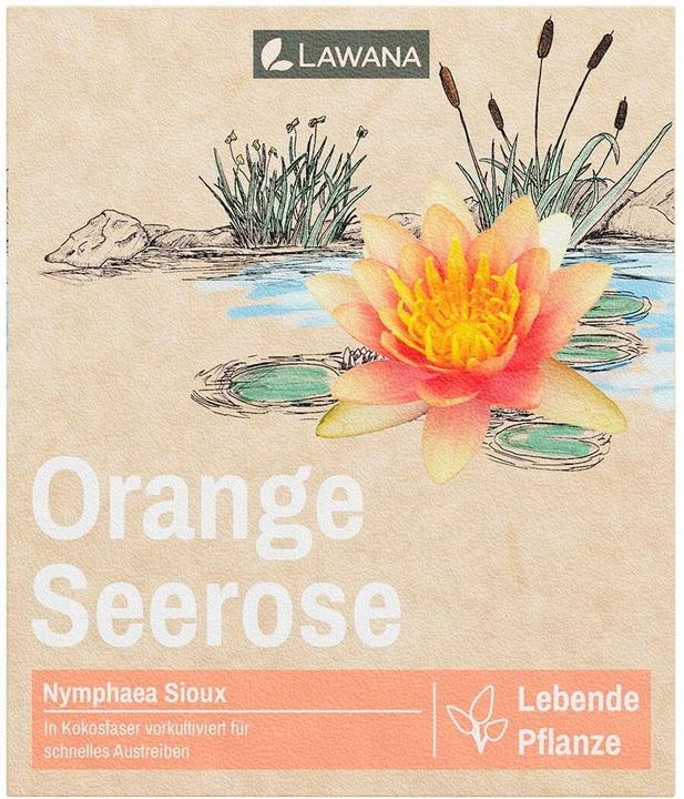 Lawana Dekofigur Seerose Nymphaea Natura Coco «Sioux»
