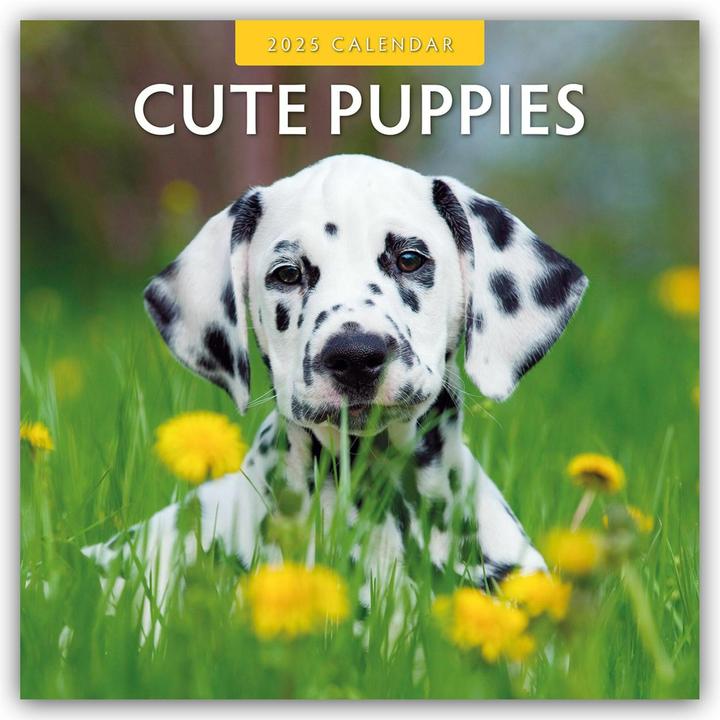 Red Robin Publishing Ltd:Cute Puppies - (305 x 305 mm, Couverture rigide, Allemand)