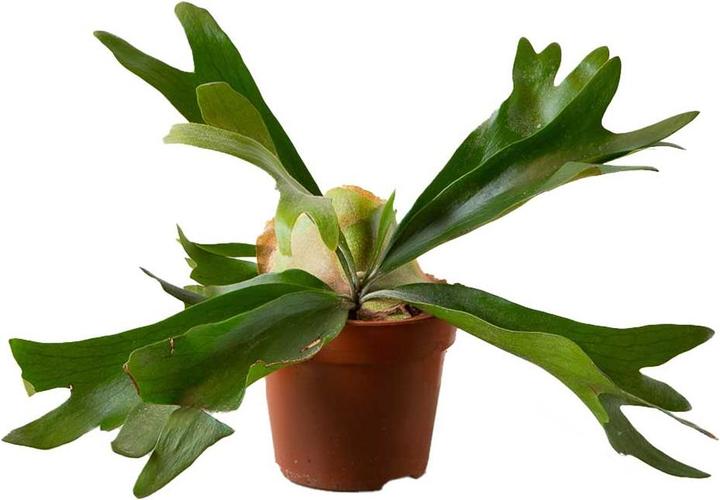 Actual product image VEG and the City Oisin (Deer Antler Fern - Platycerium) (20 cm)