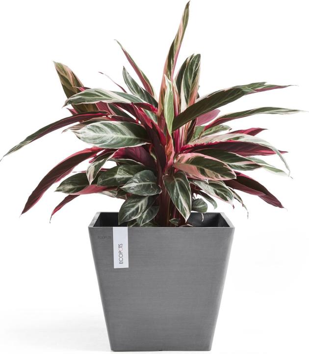 Produktbild Ecopots Rotterdam (50 cm)