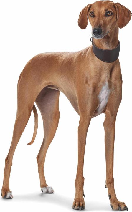 Immagine prodotto Hunter Collare da levriero in vera pelle super morbida (Cane, Sport cane)