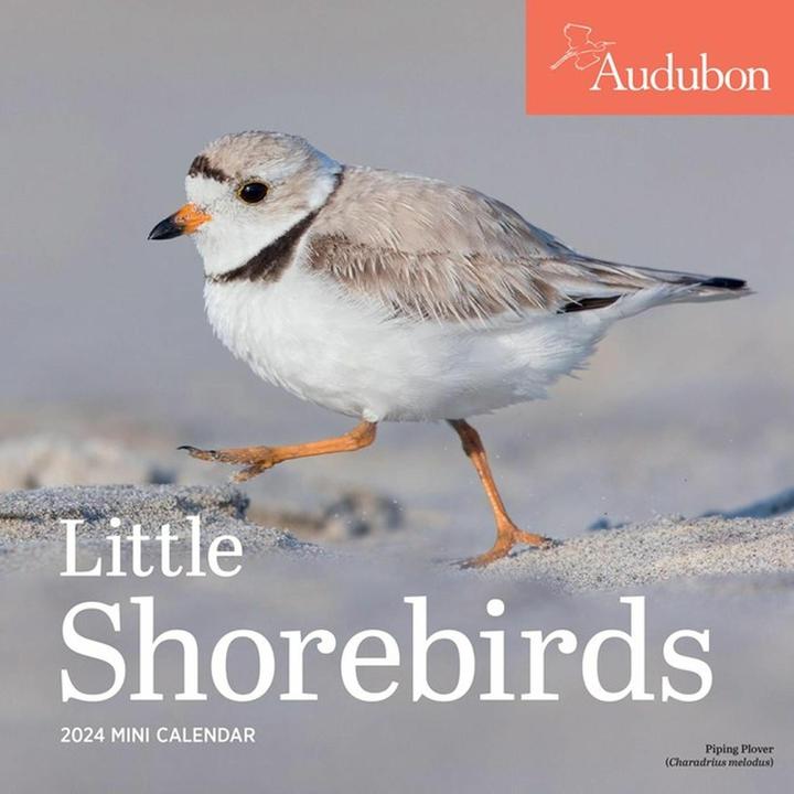 Audubon Little Shorebirds Mini Wall Calendar 2024 (English)