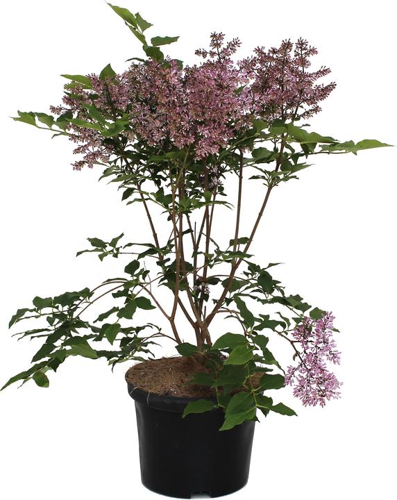 Produktbild Zulauf Koreanischer Flieder / Syringa patula 'Miss Kim' (50 cm)