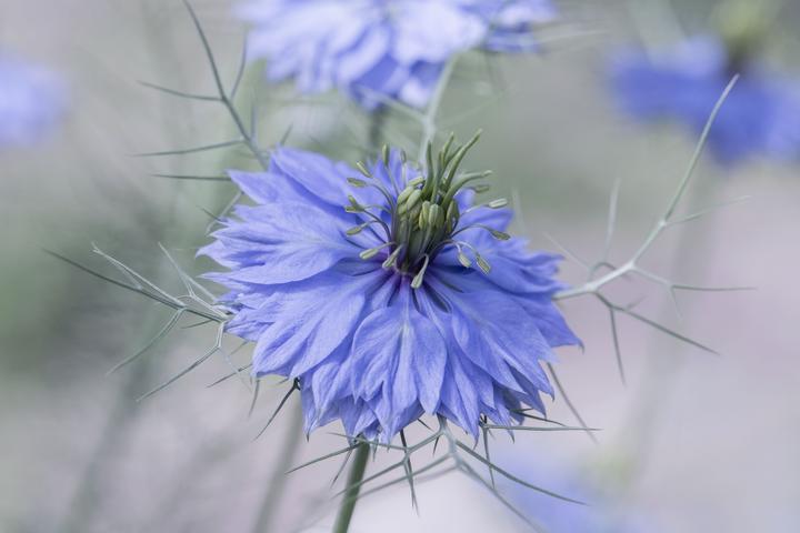Actual product image Zollinger Bio Maiden in the green, blue-flowering (annual) (Seedlings)