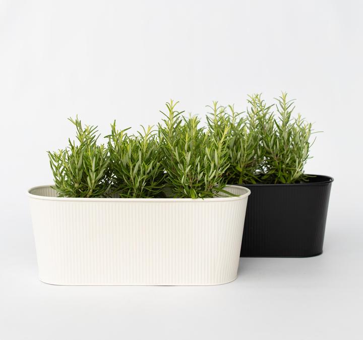 Produktbild Plant in a Box Rosmarinus Officinalis - 12er Set Rosmarin (10 cm)