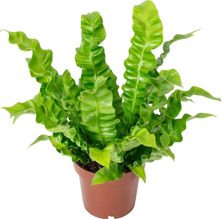 Actual product image Flowerbox Nestfarn - Asplenium nidus 'Crispy Wave' (25 cm)