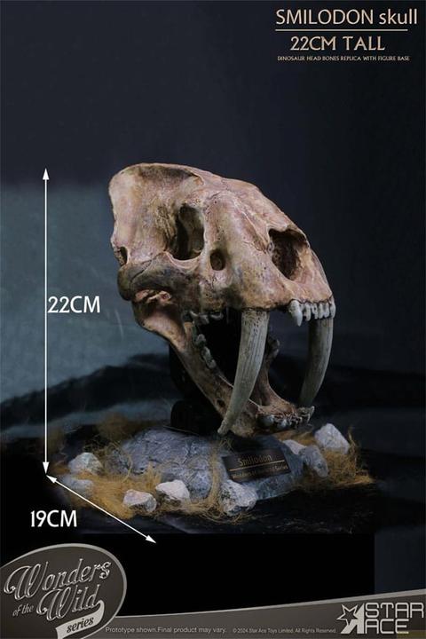 Actual product image Star Ace Toys Wonders of the Wild Series Statue Smilodon Skull Fossil 22 cm