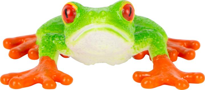 Actual product image small foot Red-eyed Tree Frog