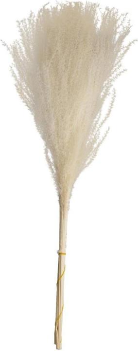 Immagine prodotto Dijk Canna cinese - Miscanthus (Fiori secchi)