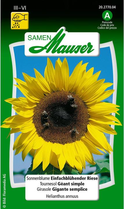 Girasole gigante a fiore singolo (Semi di piante)