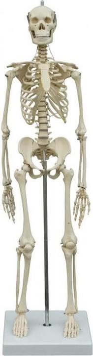 Produktbild Rüdiger Mini-Skelett 65 cm