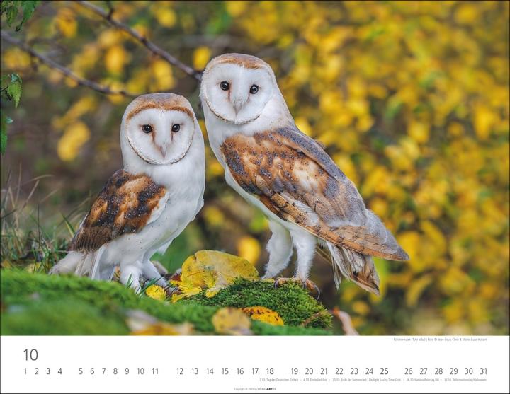 Actual product image Eulen Kalender 2026 (44 x 34 cm, Hardcover, German, English)