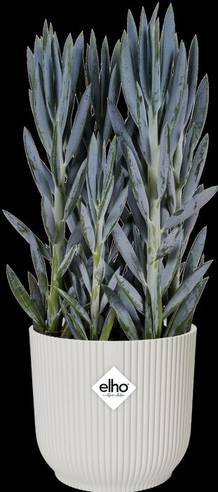 Immagine prodotto Elho Vibes Fold (25 cm)