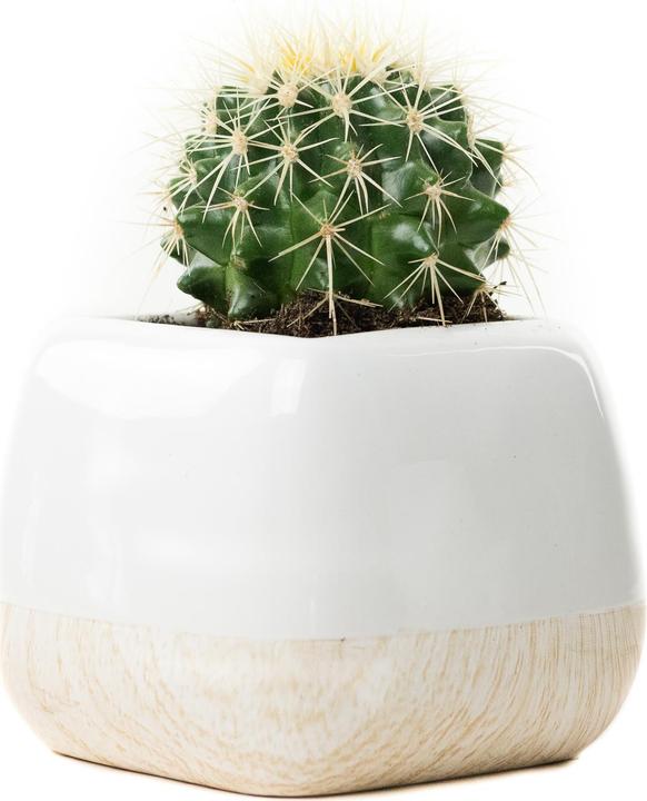 Produktbild Echinocactus Grussoni im Keramiktopf 14 x 14 (18 cm)