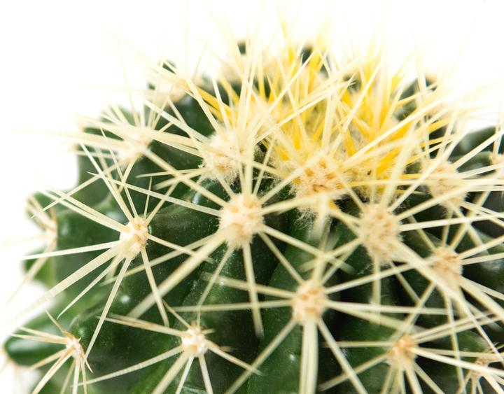 Produktbild Echinocactus Grussoni im Keramiktopf 14 x 14 (18 cm)