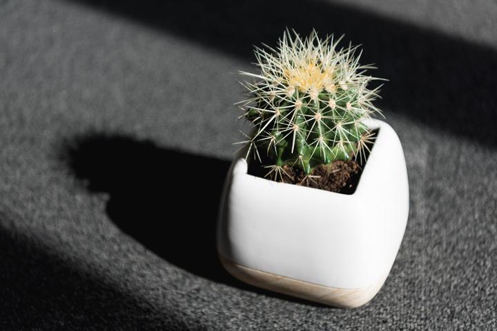 Produktbild Echinocactus Grussoni im Keramiktopf 14 x 14 (18 cm)