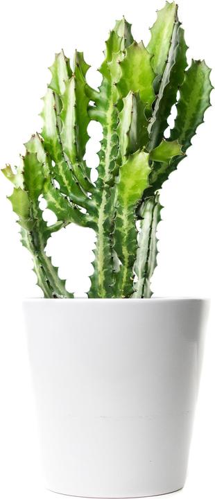 Actual product image Cactus in cachepot (55 cm)