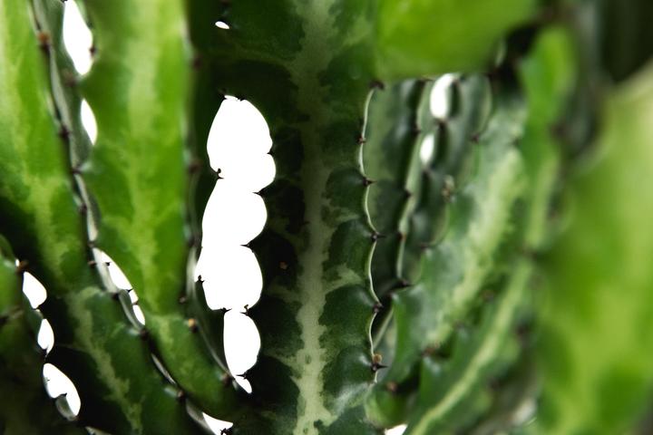 Actual product image Cactus in cachepot (55 cm)