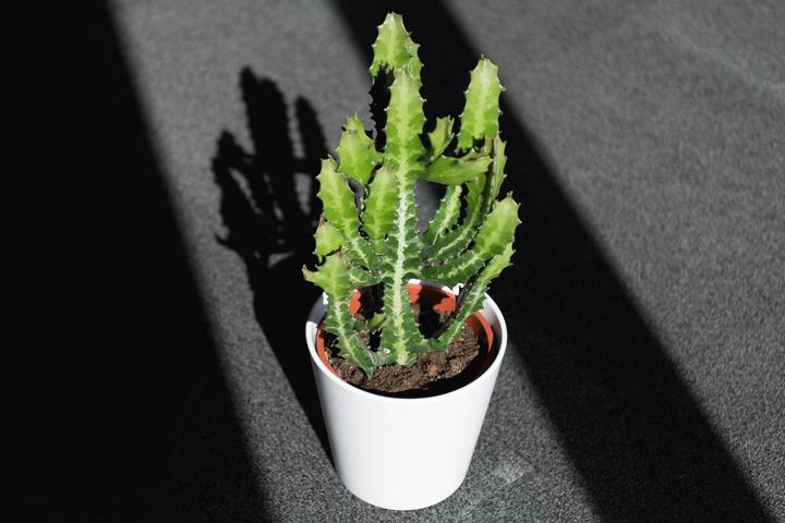Actual product image Cactus in cachepot (55 cm)