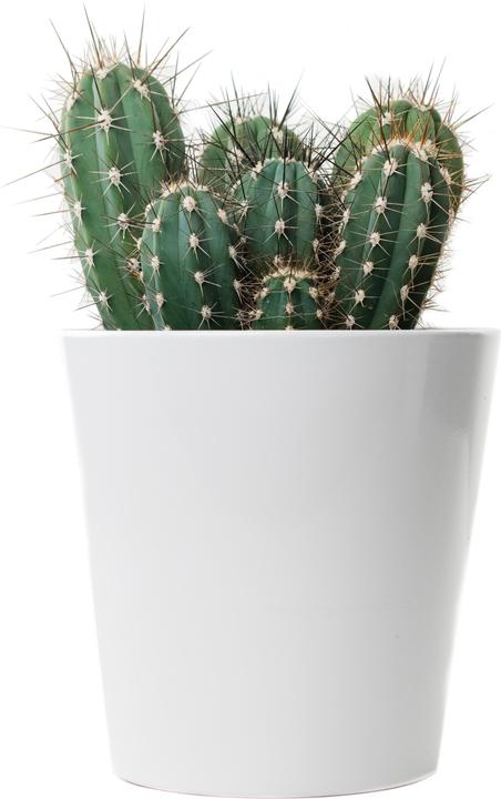 Actual product image Cactus in cachepot (55 cm)