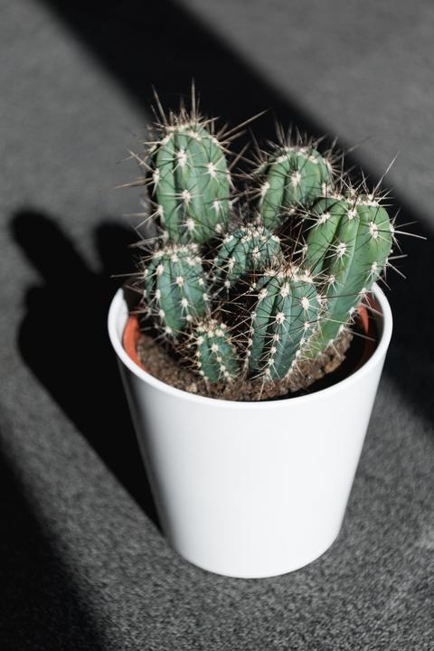 Actual product image Cactus in cachepot (55 cm)