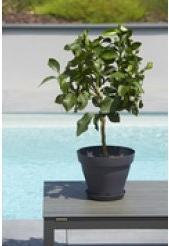 Poétic Po'tic bac à plantes ROMEO, rond, diam : 300 mm, granit (29 cm)
