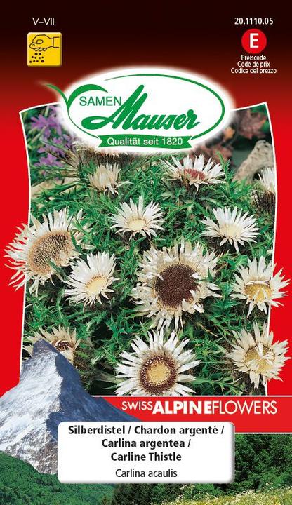 Immagine prodotto Samen Mauser Cardo d'argento (Semi di fiori)