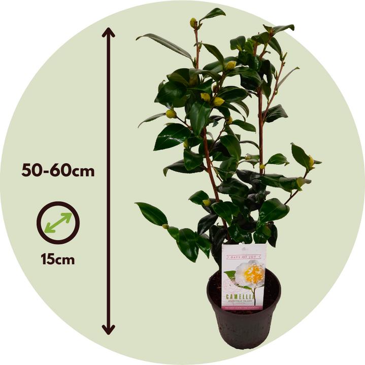 Image du produit Plant in a Box Camellia japonica Brushfield Yellow - Lot de 2 roses japonaises (50 cm)