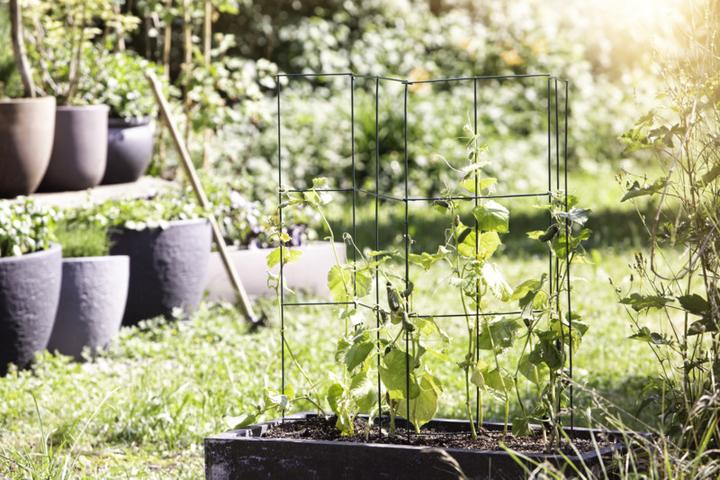 Actual product image Windhager Tomato Tower 4-piece (35 cm, 35 cm)