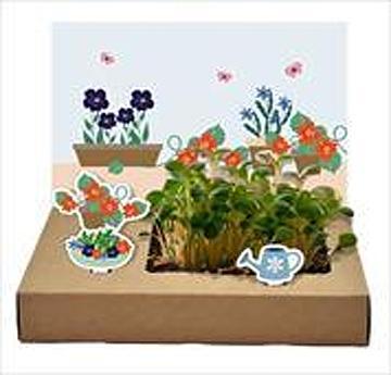 Produktbild Wunderle Mini-Garten Essbare Blüten