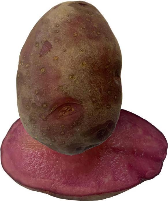 Produktbild Samen Mauser Saatkartoffel ’Mulberry Beauty’ 1 kg