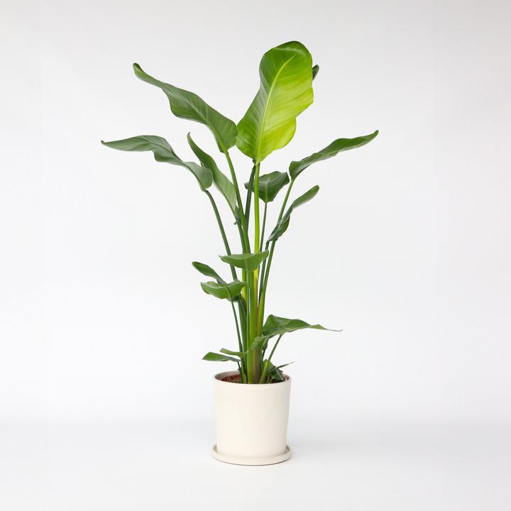 Produktbild Plant in a Box Strelitzia Nicolai - Paradiesvogelblume (110 cm)
