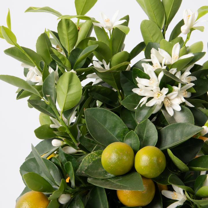 Actual product image Plant in a Box Citrus Mitis Calamondin - Orange tree (55 cm)