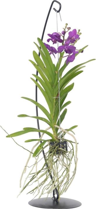 Produktbild Plant in a Box Vanda 'Blue' - Orchidee (50 cm)