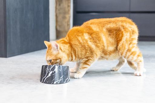 Produktbild Designed by Lotte Melaminnapf Katze Vita