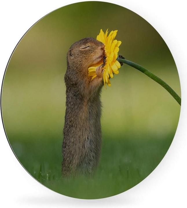 Actual product image Trenddeko van Duijn - Gopher smells flower (Ø 70 cm)