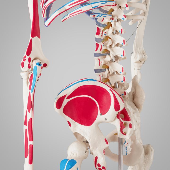 Actual product image tectake Anatomy skeleton