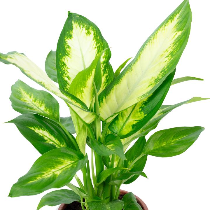 Actual product image Flowerbox Dieffenbachie - Dieffenbachia (35 cm)