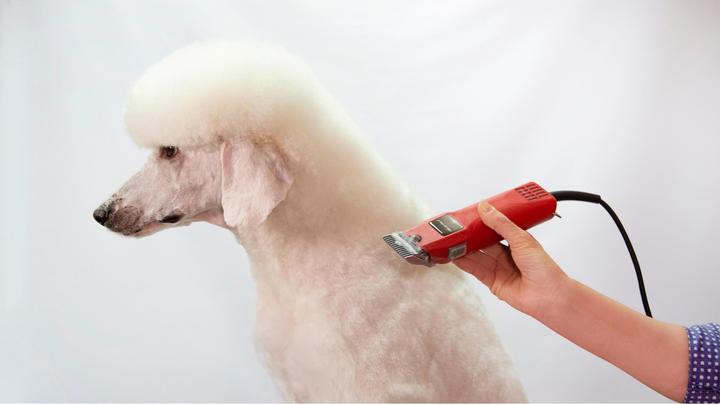 Actual product image Aesculap Fur shears Favorita II, GT104 (Dog)
