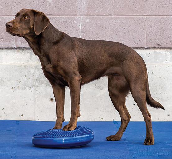 Image du produit FitPaws Balance Disk (Agility)
