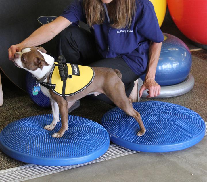Image du produit FitPaws Balance Disk (Agility)