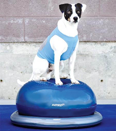 Actual product image FitPaws Donut Holder (Agility)