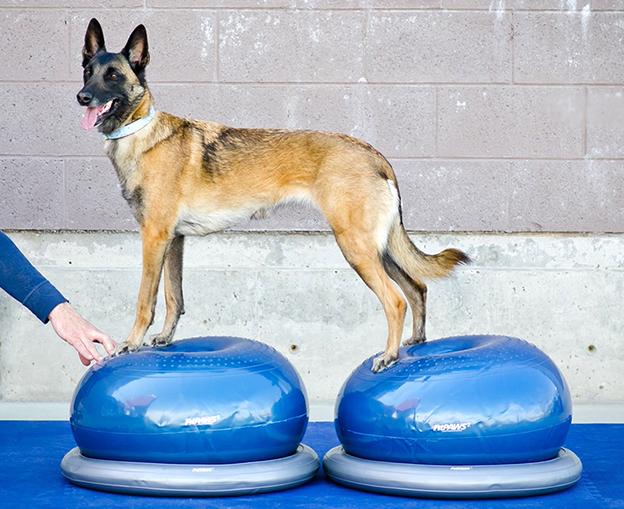Actual product image FitPaws Donut Holder (Agility)