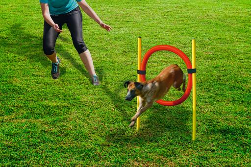 Immagine prodotto Beeztees Set Di Pneumatici Bz Agility 60 (Destrezza)